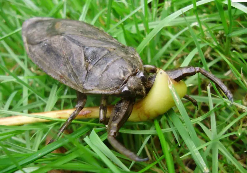 bugs in California