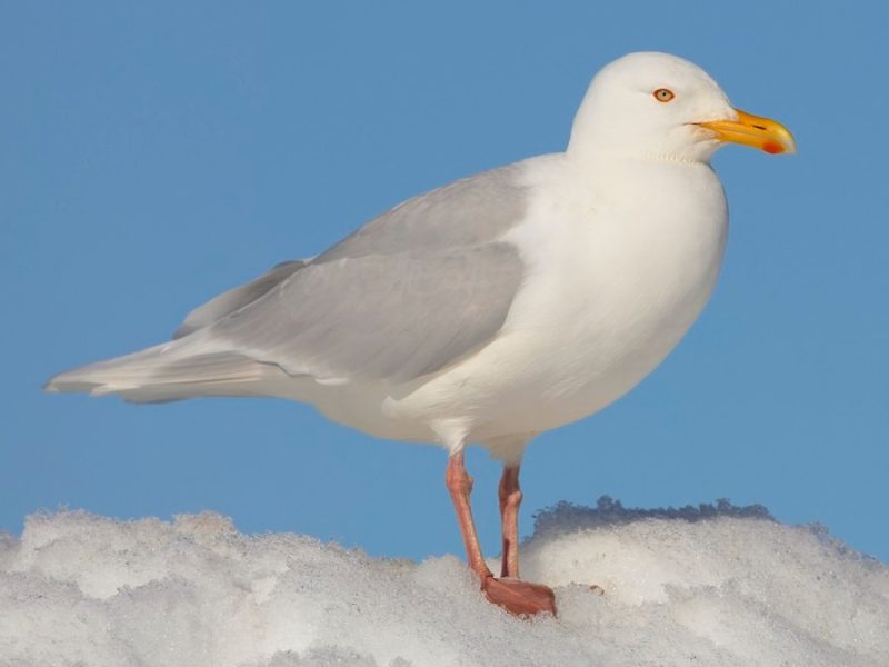 Gulls in California