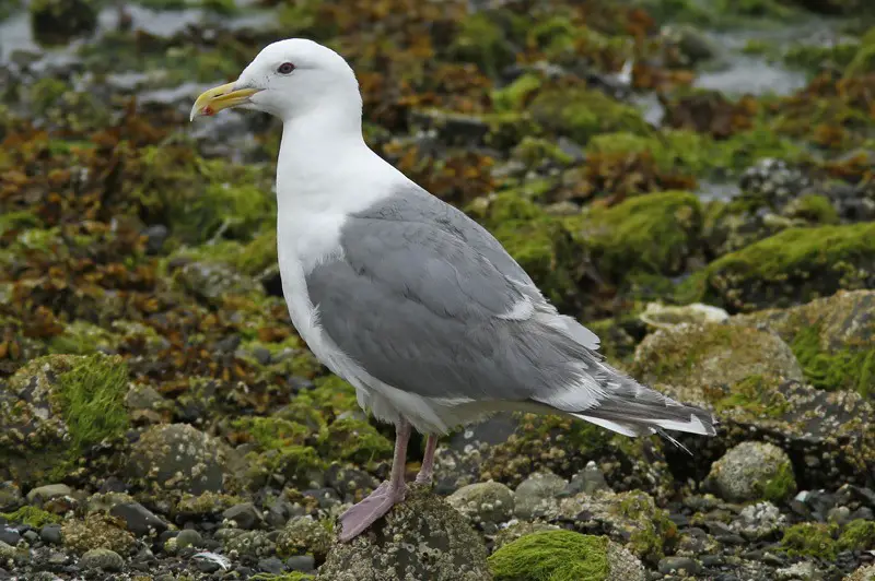Gulls in California