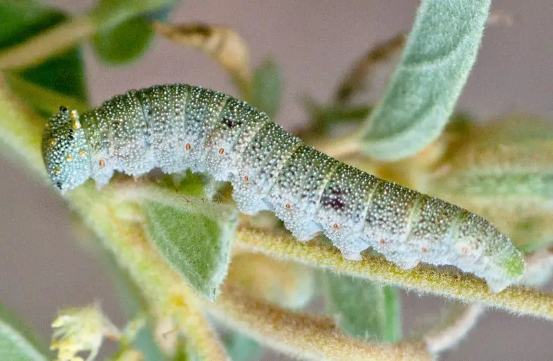 Types of Caterpillars in Texas