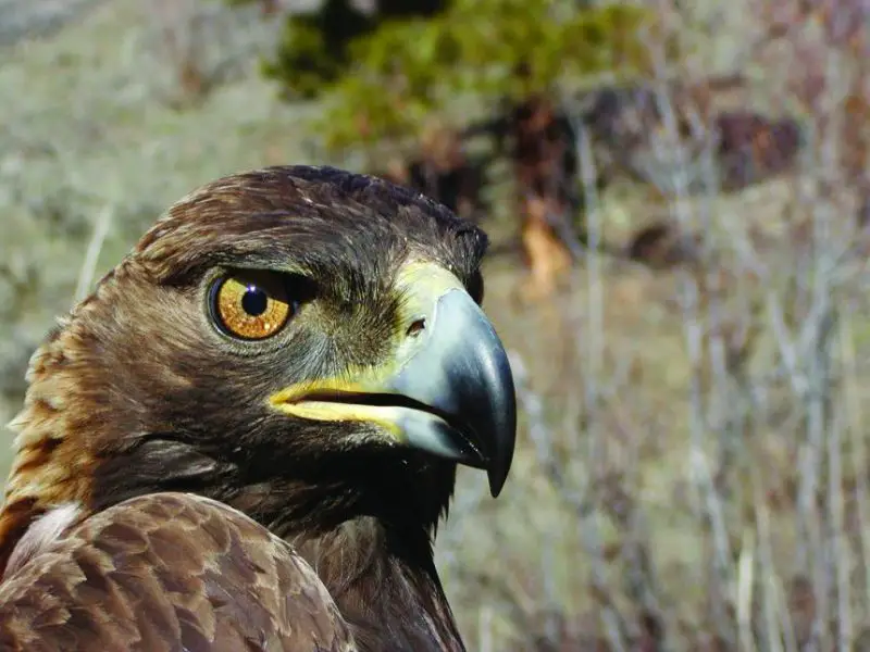 Eagles in California