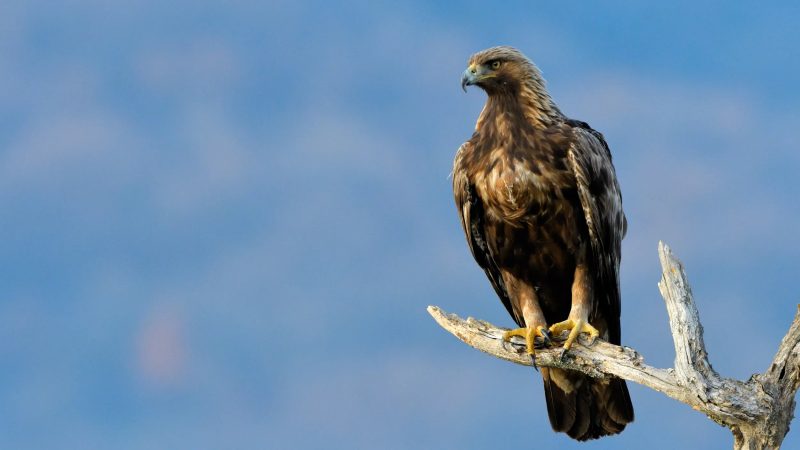 Eagles in Louisiana