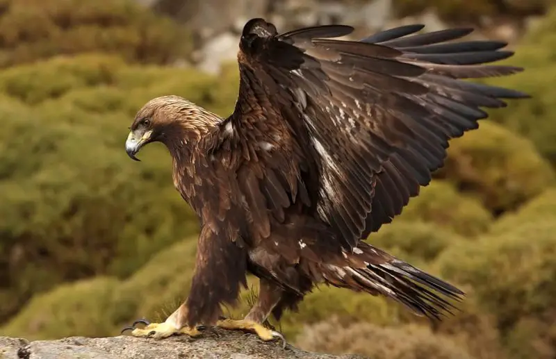 Eagles in Utah