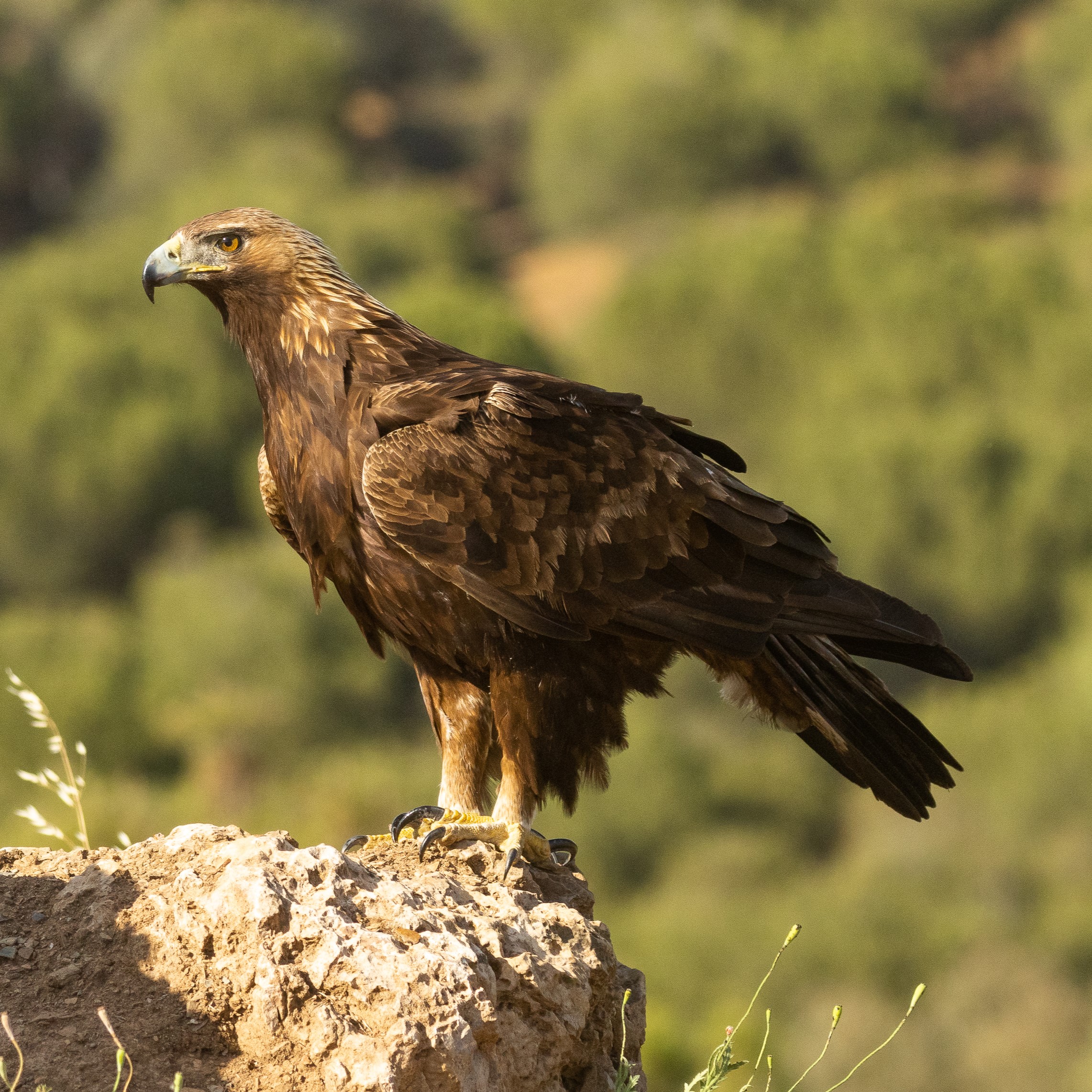 types of eagles found in Georgia