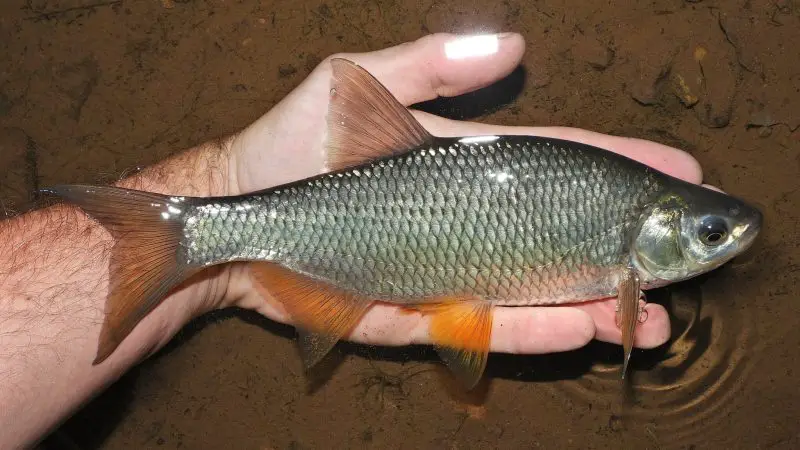 types of fish in florida