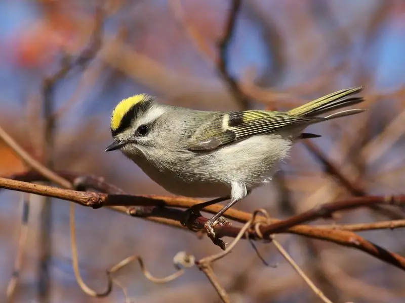 Small Birds in New Hampshire