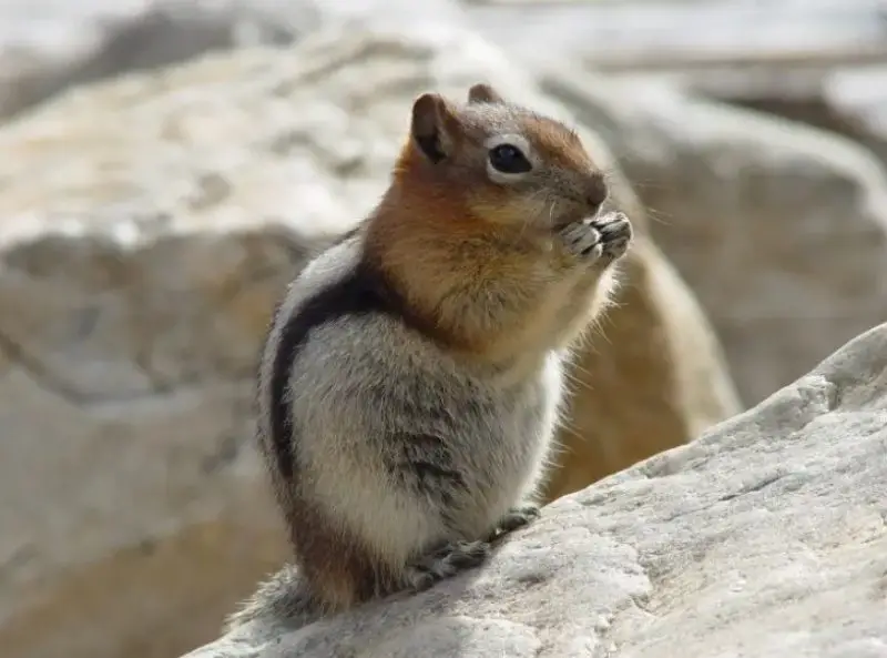 Squirrels in Colorado