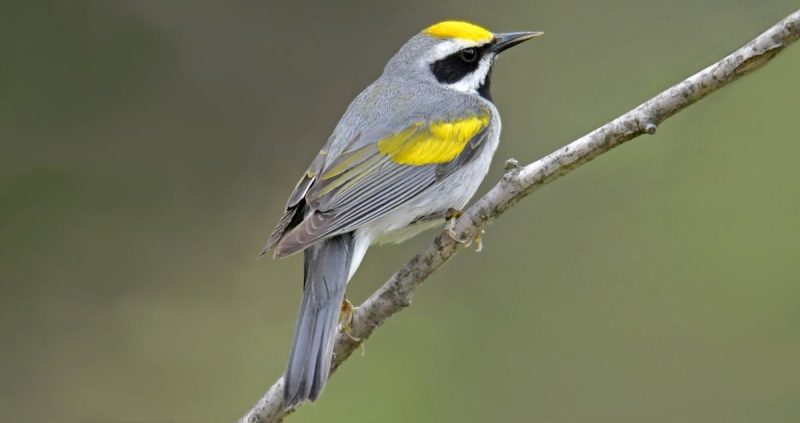 Yellow Birds in Ohio