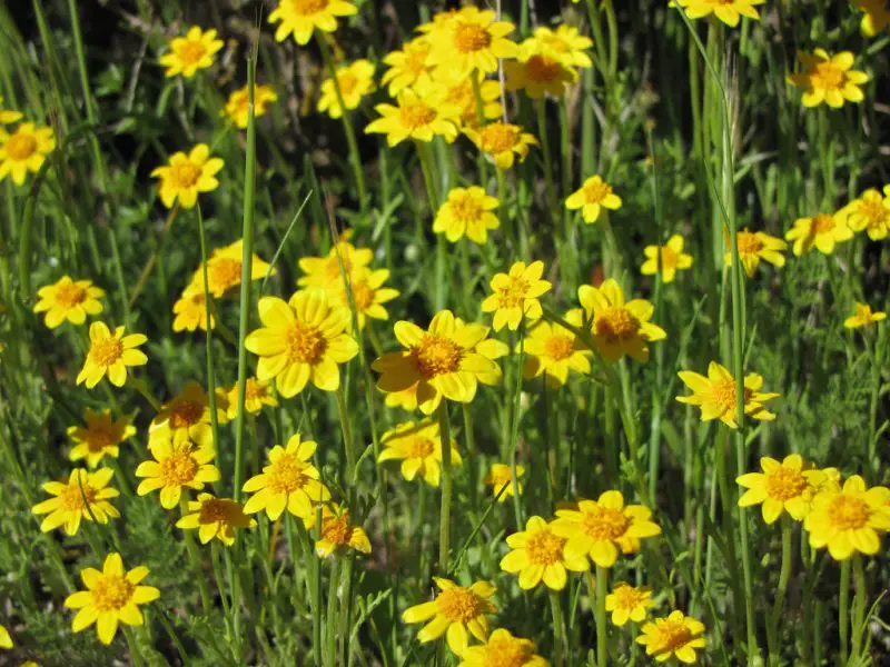 Wildflowers in California