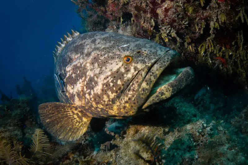 Types of Fish in Florida