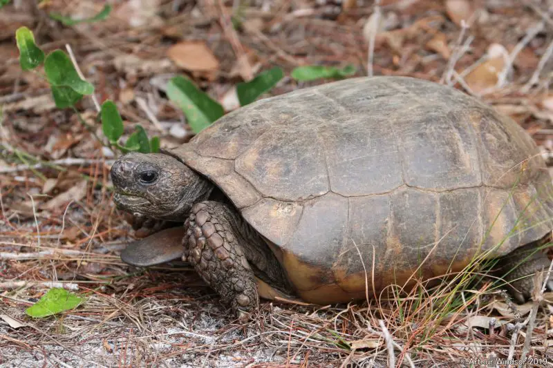 Types of Turtles in Florida