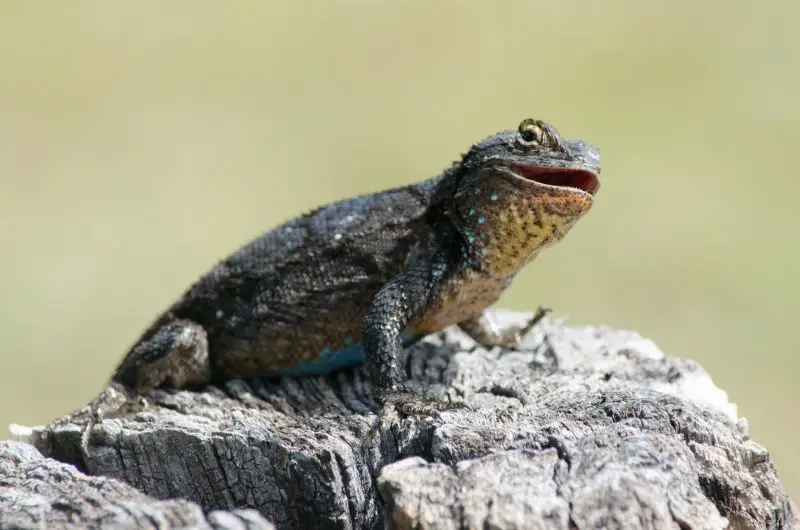 Lizards in Texas
