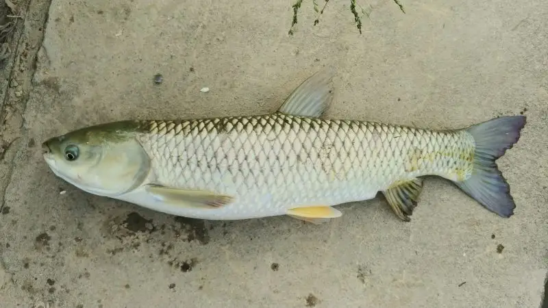 types of fish in florida