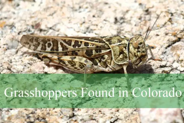 Grasshoppers Found in Colorado