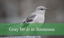 18 Gray Birds in Tennessee (With Pictures and Identification)