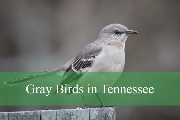 Gray Birds Found in Tennessee