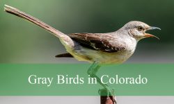 19 Gray Birds in Colorado (With Pictures and Identification)