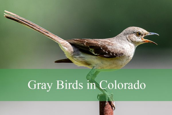Gray Birds in Colorado