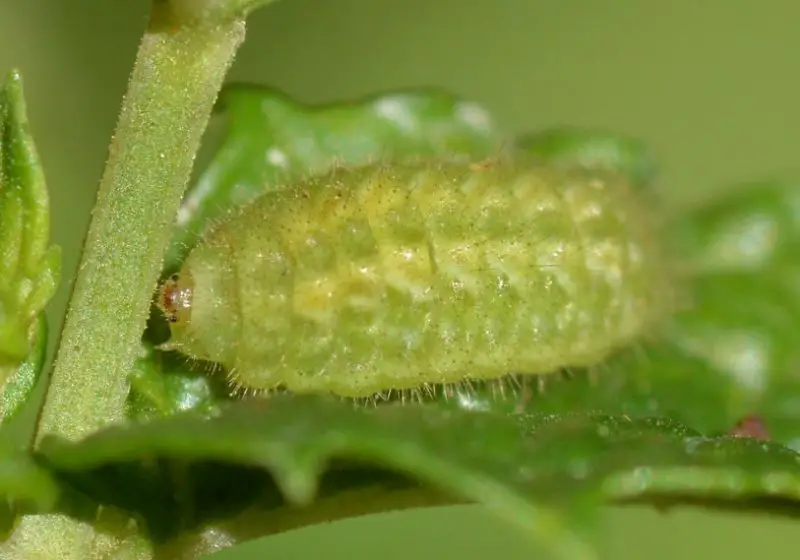 Types of Caterpillars in Texas