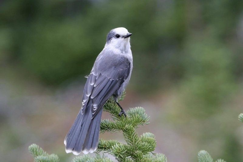 Crows and Magpies in Indiana