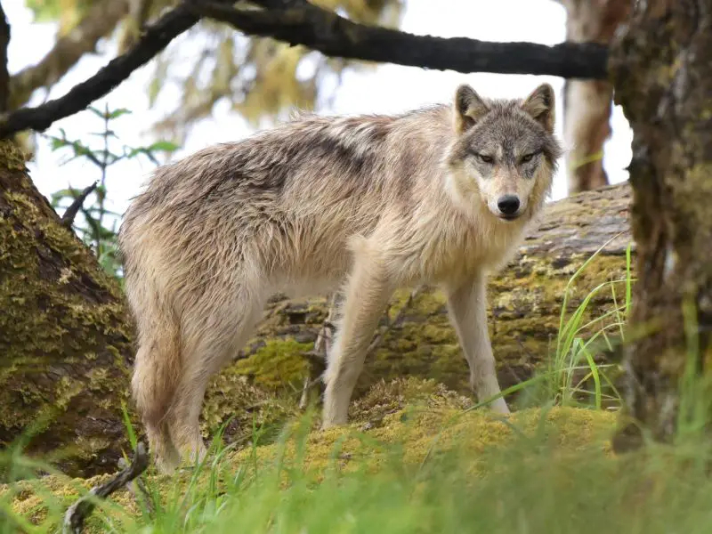 Wolves in Arizona