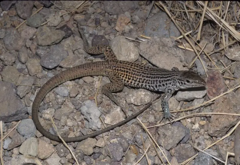 Lizards in Texas