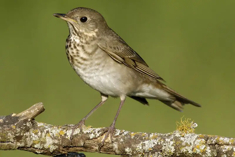 Thrushes in Connecticut