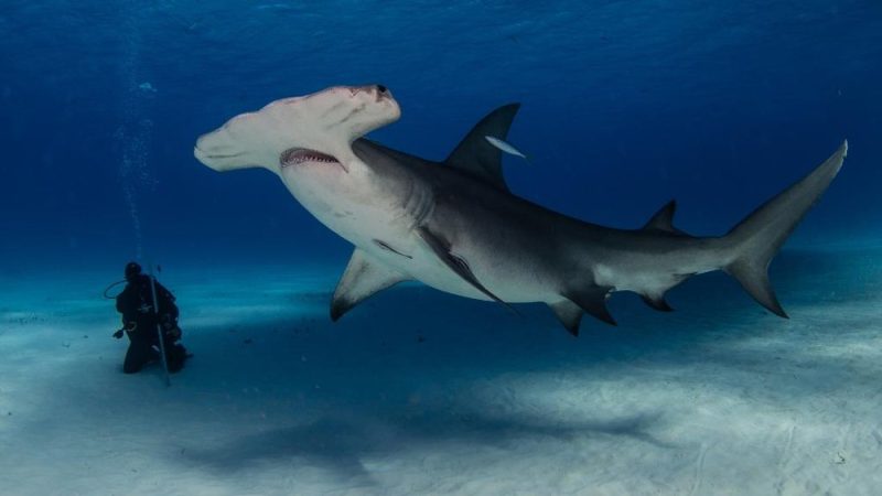 Most Dangerous Animals in Florida