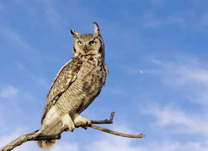 Types of Owls in Colorado