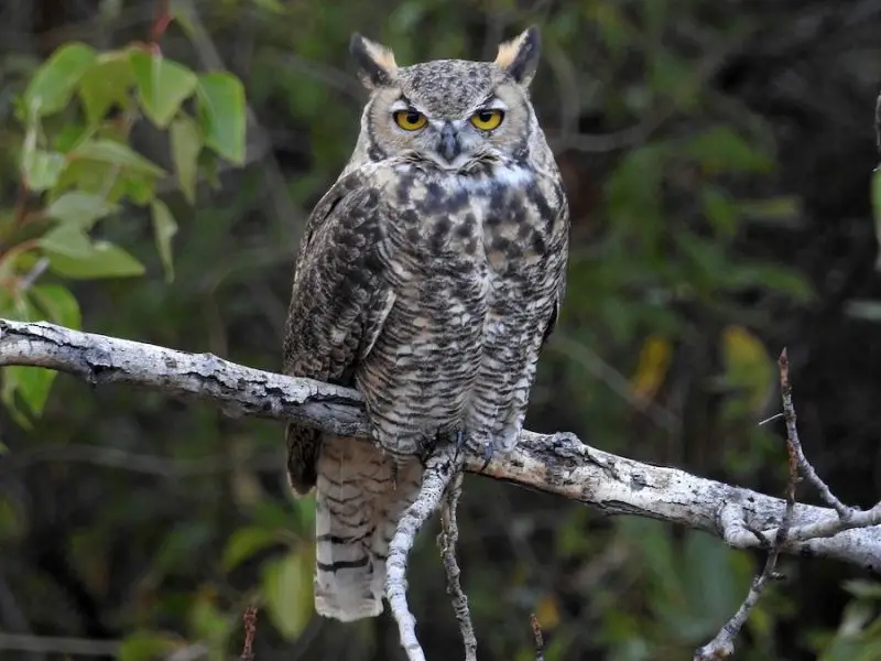Owls in Maryland