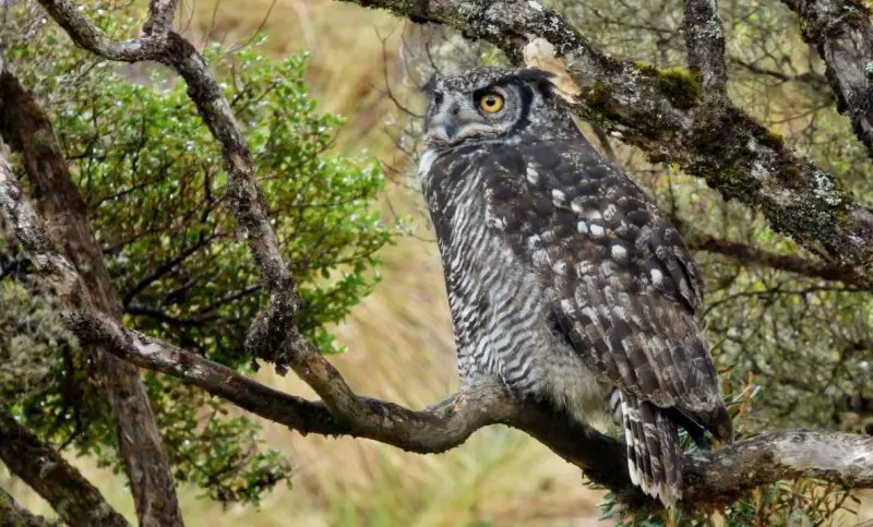 Owls in New Mexico 
