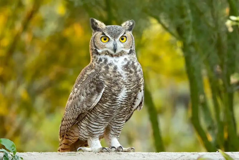 Owls in Wyoming