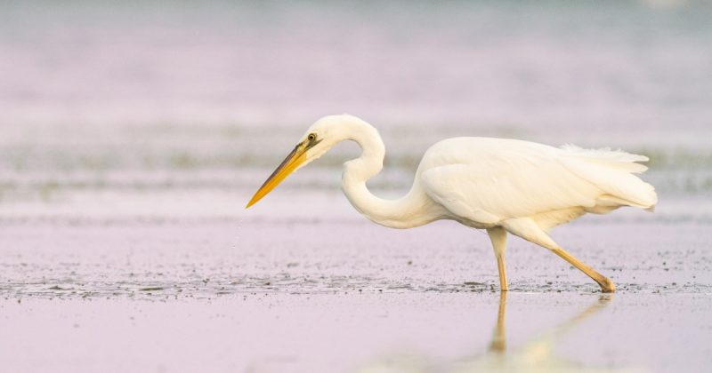 White Birds in North Carolina