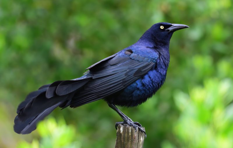 Purple Birds in Mississippi