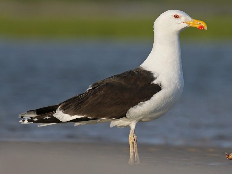 Gulls in California