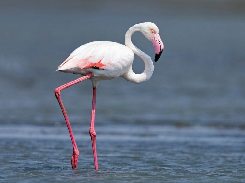 Flamingos in Florida