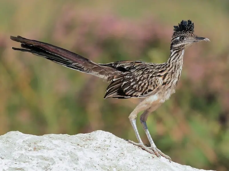 Birds with Long Tails in Texas