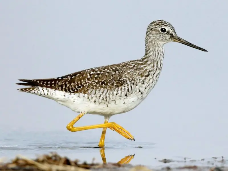 Shorebirds in Florida