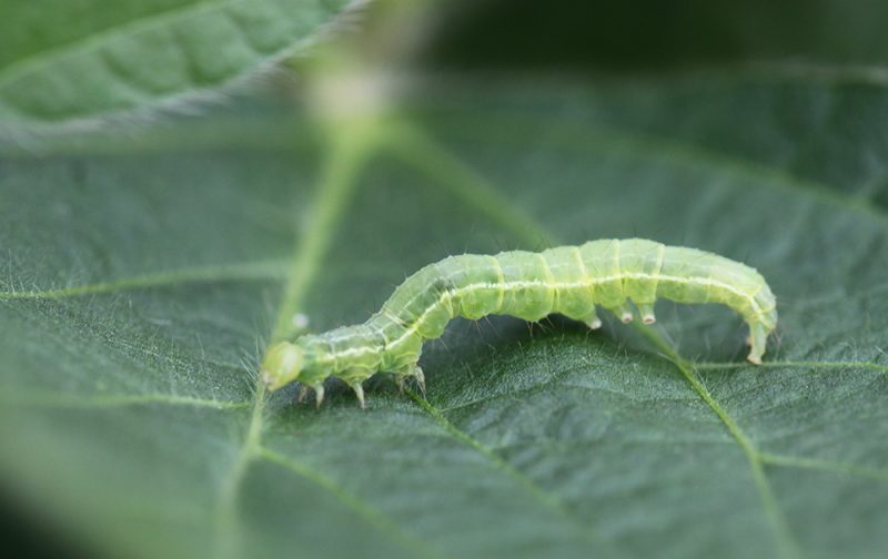 Types of Caterpillars in Texas
