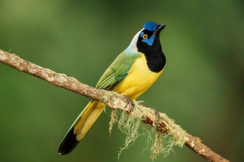 Birds with Long Tails in Texas