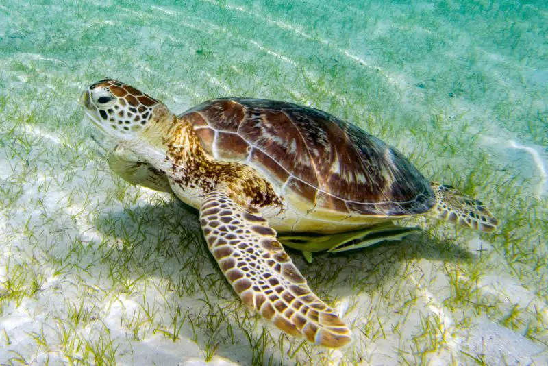 Types of Turtles in Florida