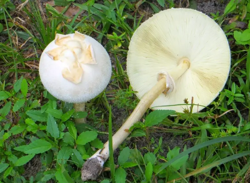Poisonous Mushrooms in Florida