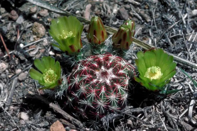 Types of Cactus in New Mexico