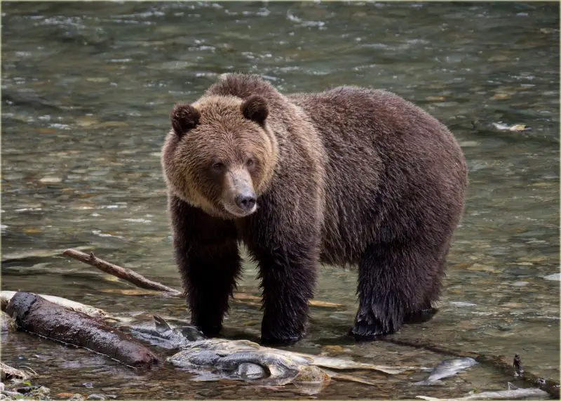 Bears in Montana