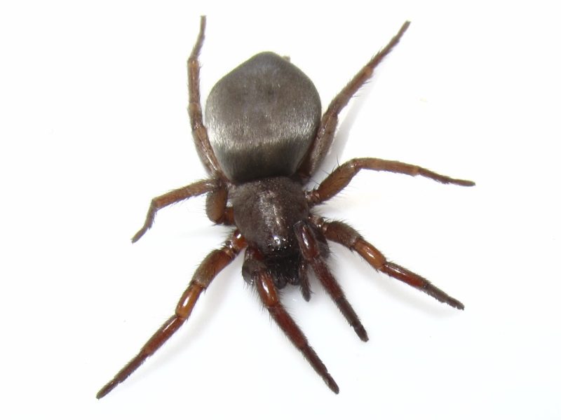 Types of Spiders in Montana