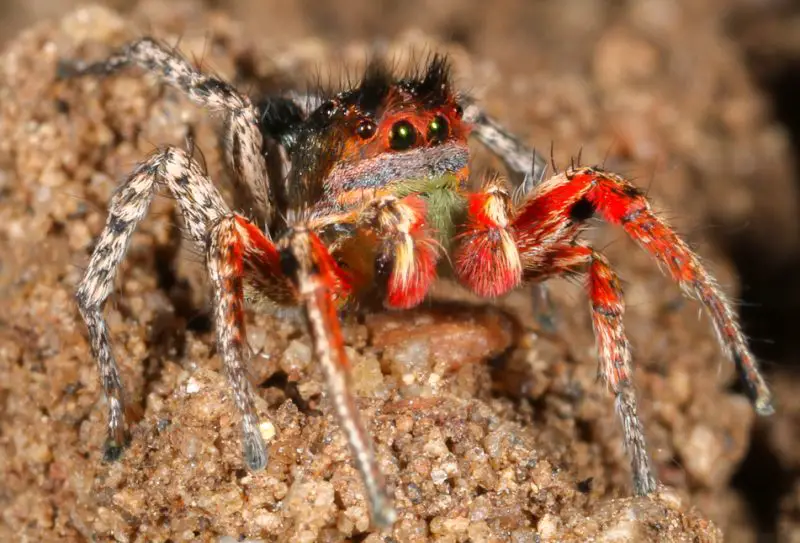 Types of Spiders in Montana
