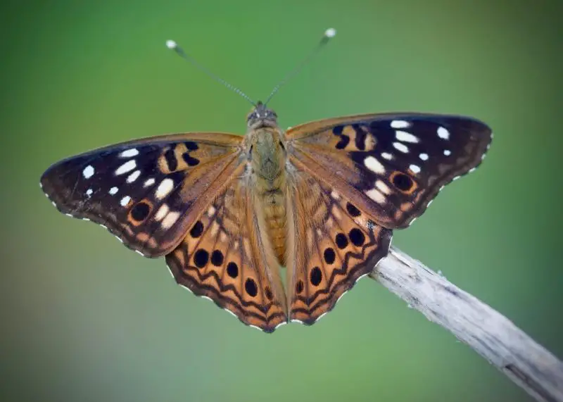 Butterflies in New York State
