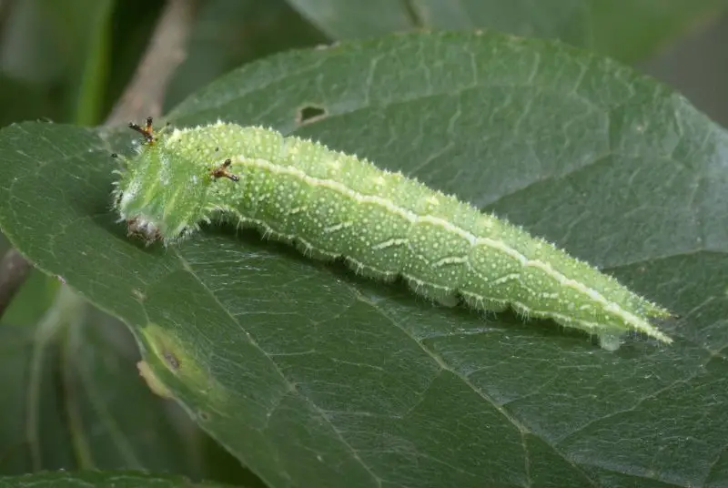 Types of Caterpillars in Texas