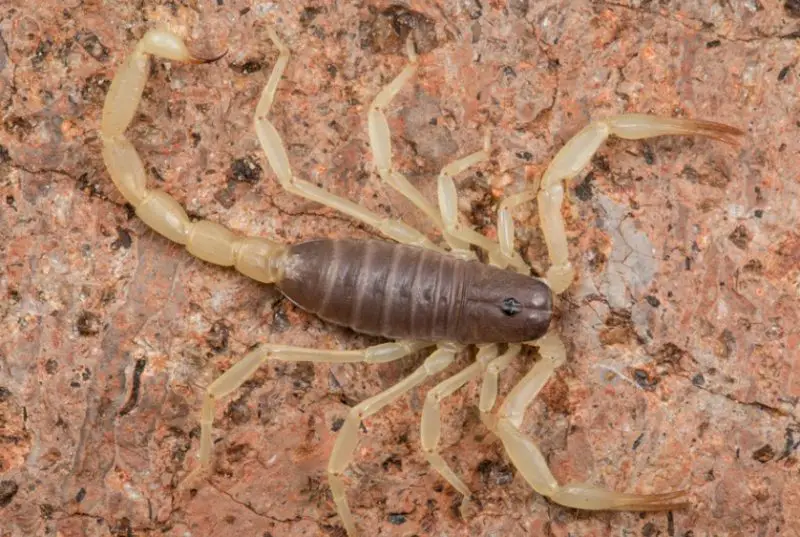 Scorpions in California