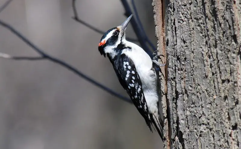 Woodpeckers in Pennsylvania